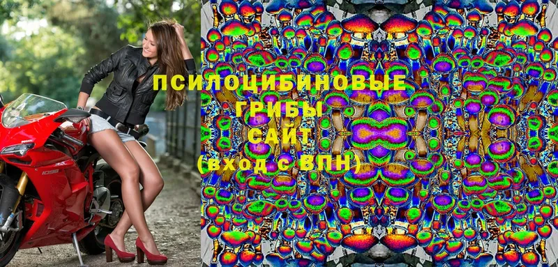 Галлюциногенные грибы Psilocybine cubensis  где можно купить   Мурино 